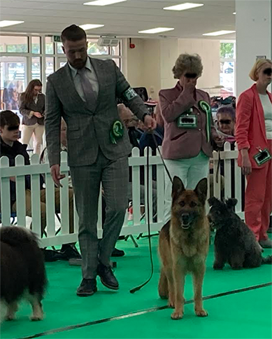 Champion Copybush Matilda with handler Arron Price in the big ring after gaining her 3rd CC with B.O.B.